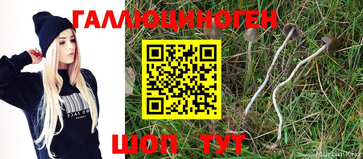 Галлюциногенные грибы Psilocybine cubensis  Вход с VPN  купить наркотики цена  Псилоцибиновые грибы Psilocybe  Жуковский 